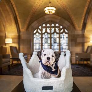 Yale’s mascot, an Olde English Bulldog, sitting in a crown-shaped dog bed in a cathedral-like room