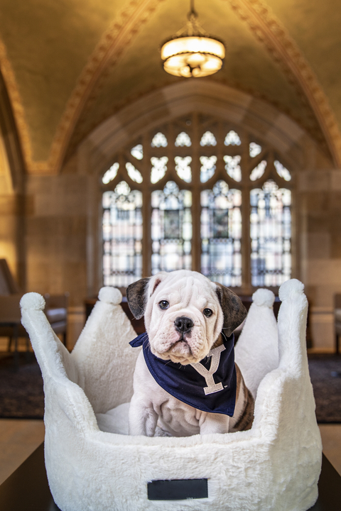 Yale’s mascot, an Olde English Bulldog, sitting in a crown-shaped dog bed in a cathedral-like room