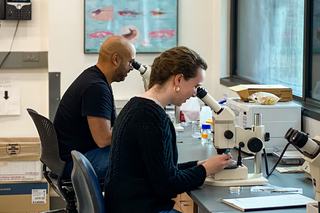 People looking into microscopes