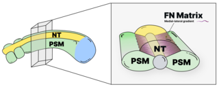 ECM in developing zebrafish model figure