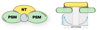 Comparison between zebrafish neural tube development and a lap joint