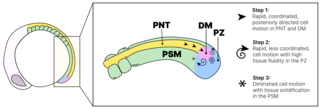 Model figure of zebrafish tailbud development